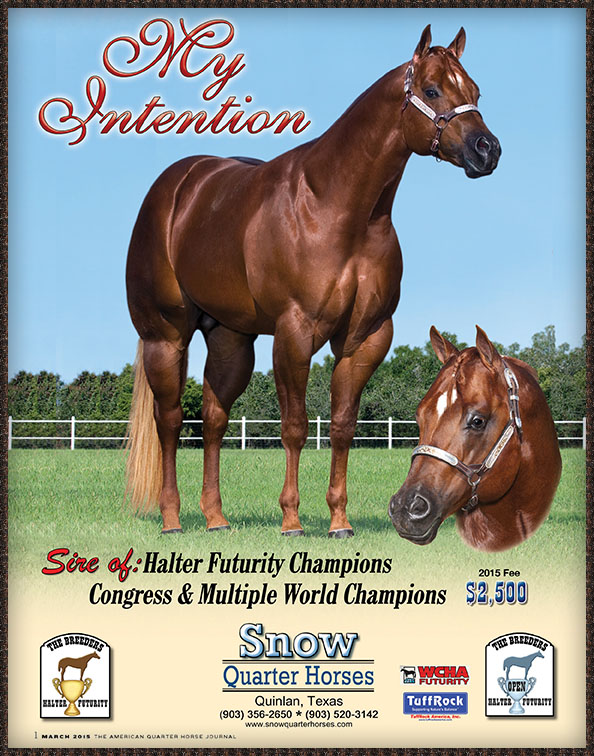 SNOW QUARTER HORSES~MY INTENTION - AQHA Quarter Horse Stallion