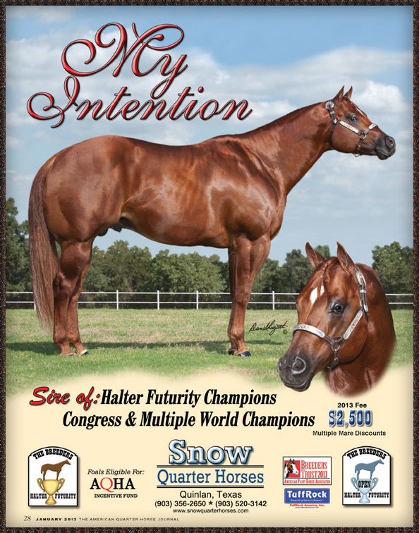 SNOW QUARTER HORSES~MY INTENTION - AQHA Quarter Horse Stallion